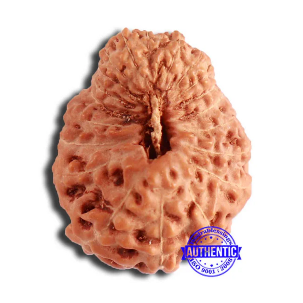 20 Mukhi Indonesian Rudraksha - Bead 89