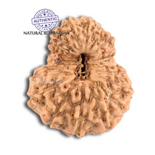 Load image into Gallery viewer, 20 Mukhi Indonesian Rudraksha - Bead 46
