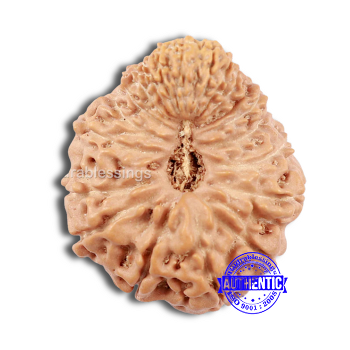 20 Mukhi Indonesian Rudraksha - Bead 61