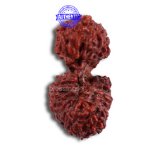 Load image into Gallery viewer, 20 Mukhi Indonesian Gaurishankar Rudraksha - Bead 70

