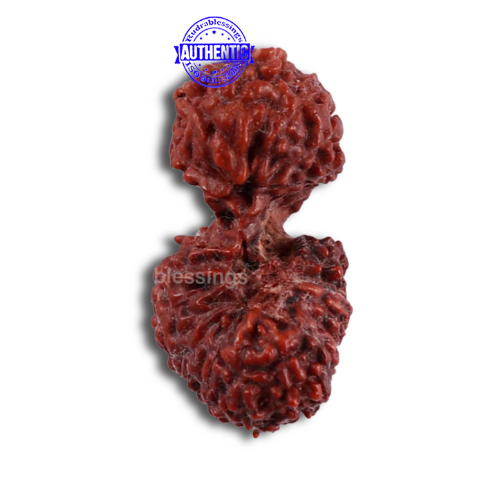 20 Mukhi Indonesian Gaurishankar Rudraksha - Bead 70