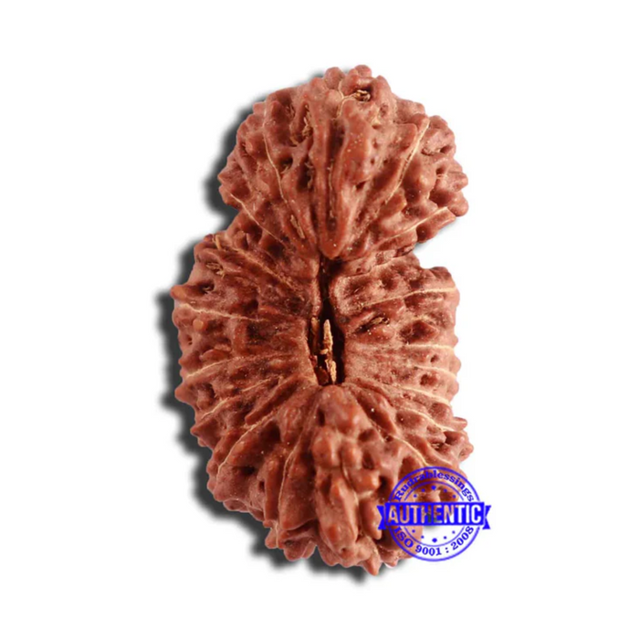 20 Mukhi Indonesian Gaurishankar Rudraksha - Bead 79