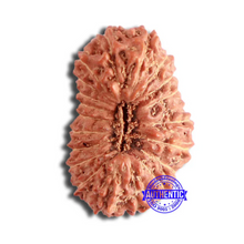Load image into Gallery viewer, 20 Mukhi Indonesian Rudraksha - Bead 84
