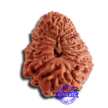 Load image into Gallery viewer, 20 Mukhi Indonesian Rudraksha - Bead 81
