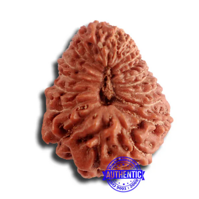 20 Mukhi Indonesian Rudraksha - Bead 81