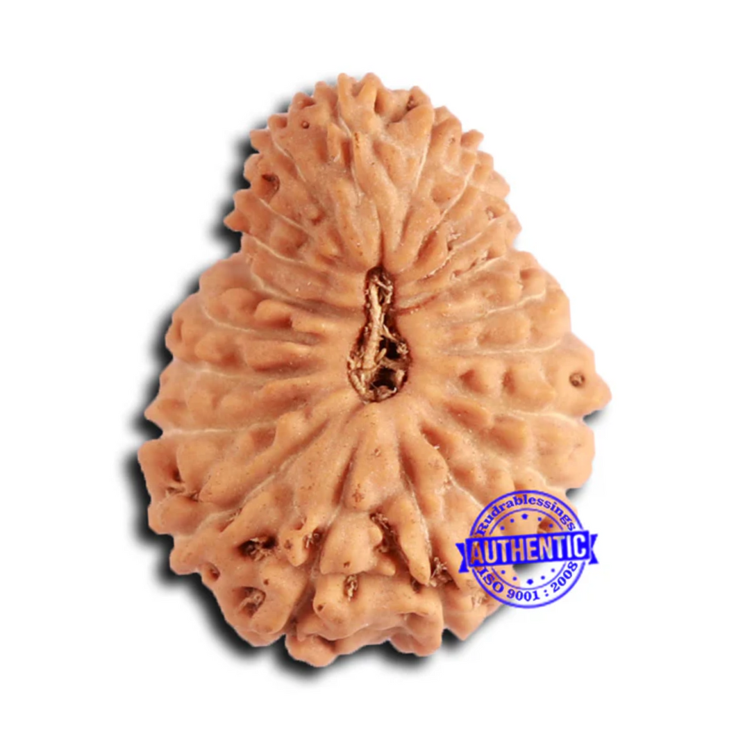 20 Mukhi Indonesian Rudraksha - Bead 93