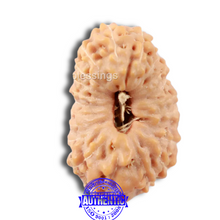 Load image into Gallery viewer, 20 Mukhi Indonesian Rudraksha - Bead 68
