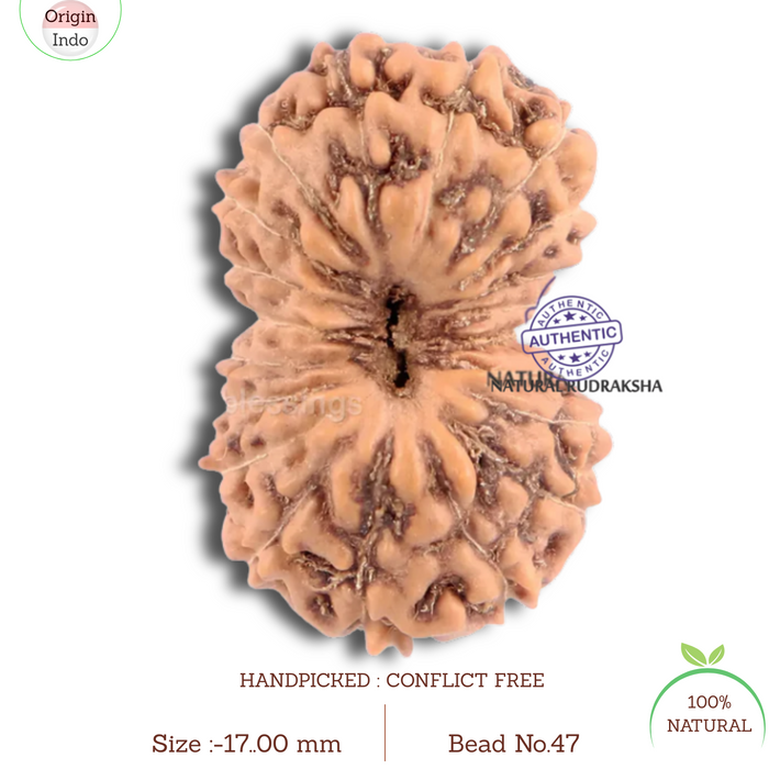 20 Mukhi Indonesian Rudraksha - Bead 47
