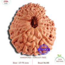 Load image into Gallery viewer, 20 Mukhi Indonesian Rudraksha - Bead 88
