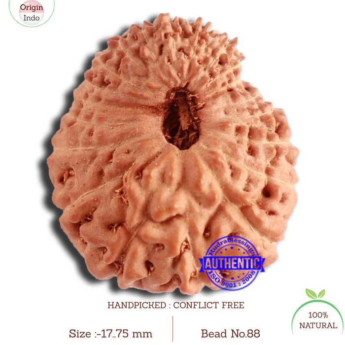 20 Mukhi Indonesian Rudraksha - Bead 88