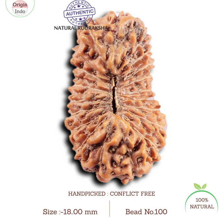 20 Mukhi Indonesian Rudraksha - Bead 100