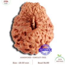 Load image into Gallery viewer, 20 Mukhi Indonesian Rudraksha - Bead 89
