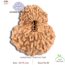 Load image into Gallery viewer, 20 Mukhi Indonesian Rudraksha - Bead 46
