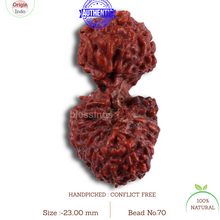 Load image into Gallery viewer, 20 Mukhi Indonesian Gaurishankar Rudraksha - Bead 70
