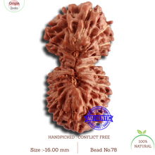 Load image into Gallery viewer, 20 Mukhi Indonesian Gaurishankar Rudraksha - Bead 78
