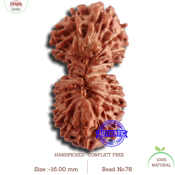 20 Mukhi Indonesian Gaurishankar Rudraksha - Bead 78