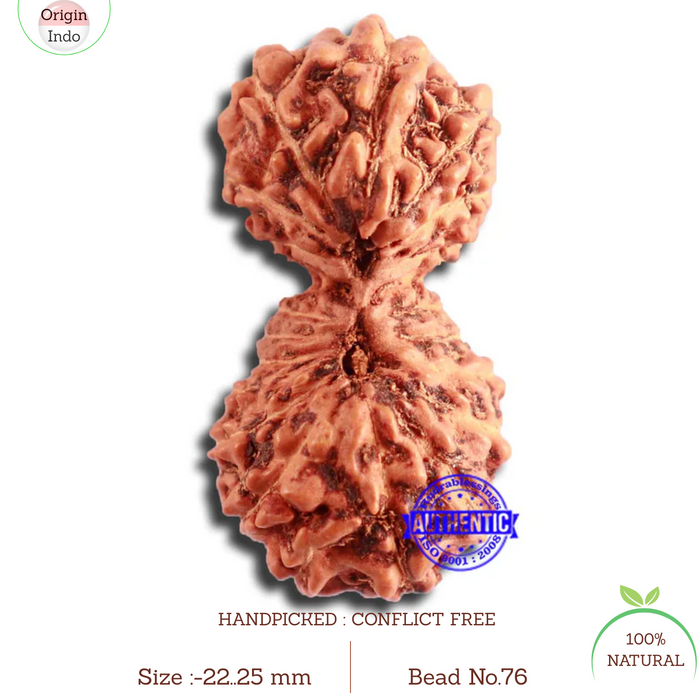 20 Mukhi Indonesian Gaurishankar Rudraksha - Bead 76
