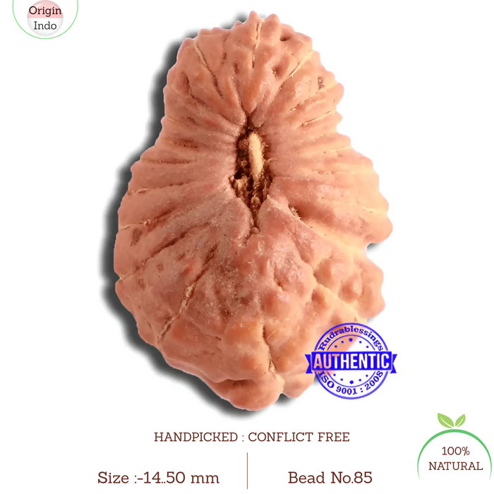 20 Mukhi Indonesian Rudraksha - Bead 85