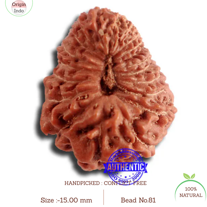 20 Mukhi Indonesian Rudraksha - Bead 81