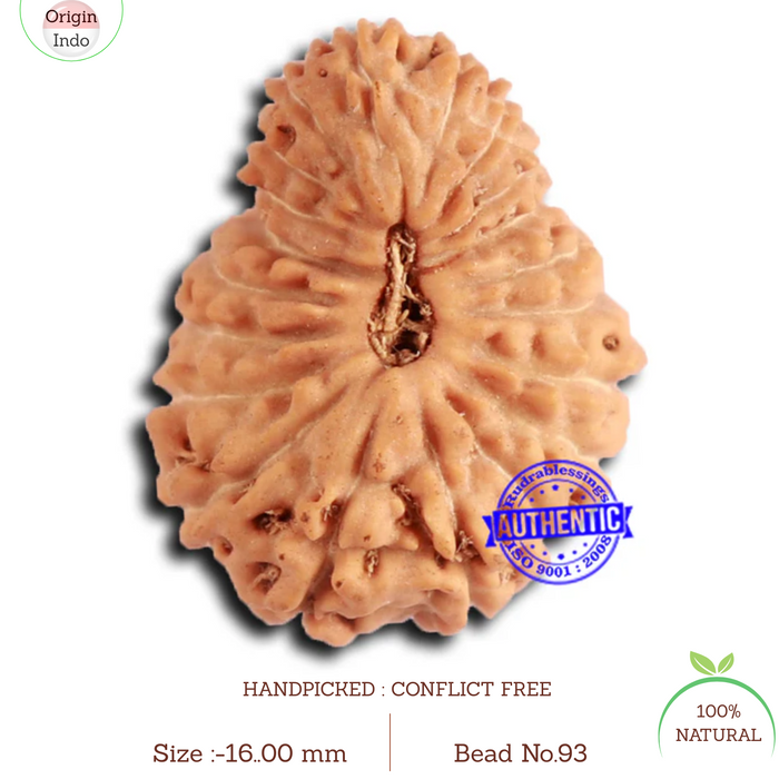 20 Mukhi Indonesian Rudraksha - Bead 93