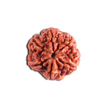 Load image into Gallery viewer, 6 Mukhi Rudraksha from Nepal - Bead No. 538
