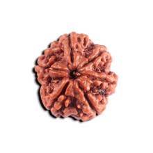Load image into Gallery viewer, 6 Mukhi Rudraksha from Nepal - Bead No. 539
