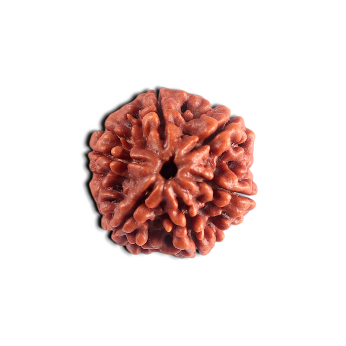 6 Mukhi Rudraksha from Nepal - Bead No 541