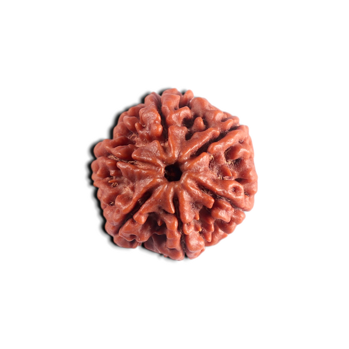 6 Mukhi Rudraksha from Nepal - Bead No. 542