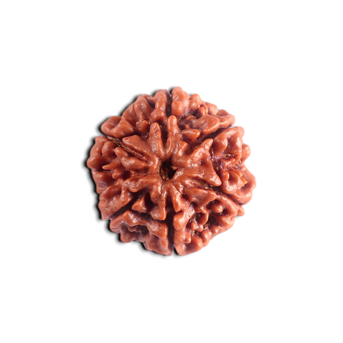 6 Mukhi Rudraksha from Nepal - Bead No. 543