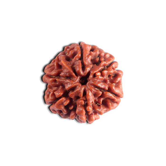 6 Mukhi Rudraksha from Nepal - Bead No. 544