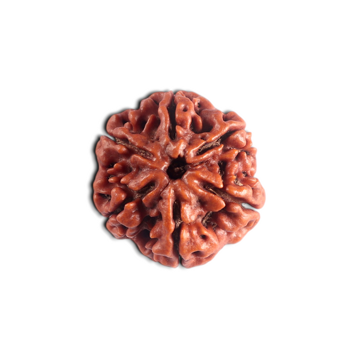 6 Mukhi Rudraksha from Nepal - Bead No. 546