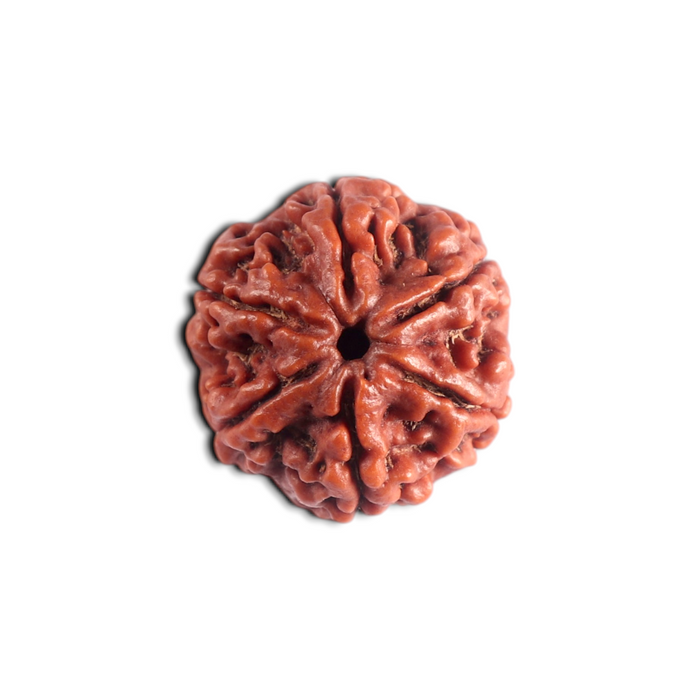6 Mukhi Rudraksha from Nepal - Bead No. 548