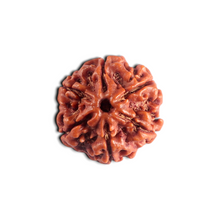 Load image into Gallery viewer, 6 Mukhi Rudraksha from Nepal - Bead No. 549
