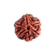 Load image into Gallery viewer, 6 Mukhi Rudraksha from Nepal - Bead No. 550
