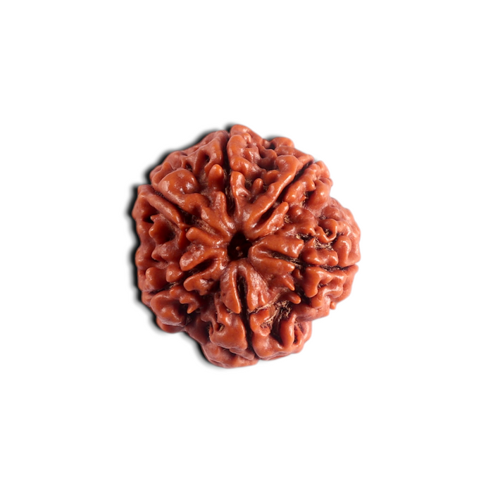 6 Mukhi Rudraksha from Nepal - Bead No. 551