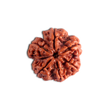 Load image into Gallery viewer, 6 Mukhi Rudraksha from Nepal - Bead No. 552
