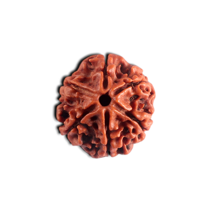 6 Mukhi Rudraksha from Nepal - Bead No. 553
