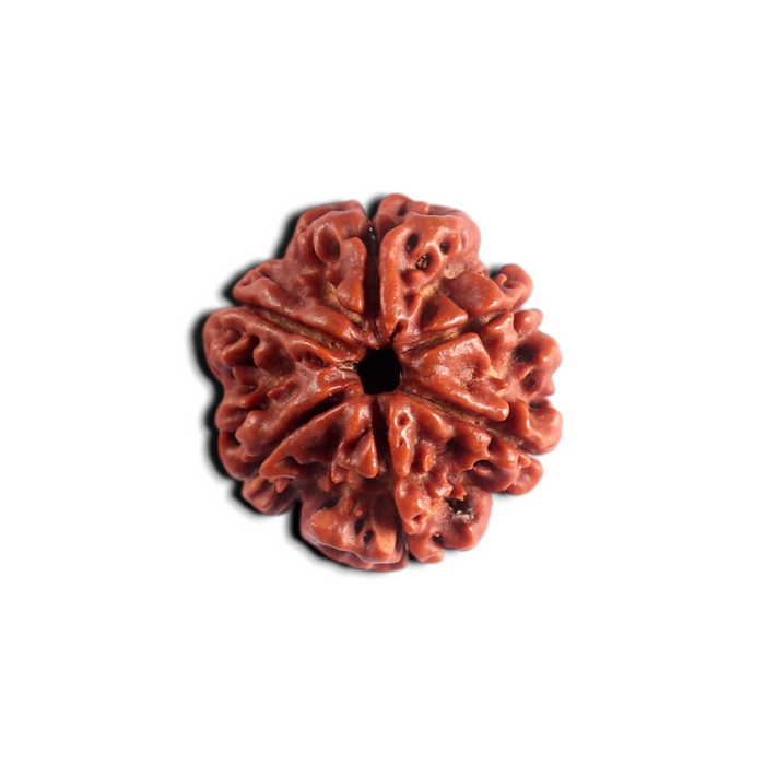 6 Mukhi Rudraksha from Nepal - Bead No. 554