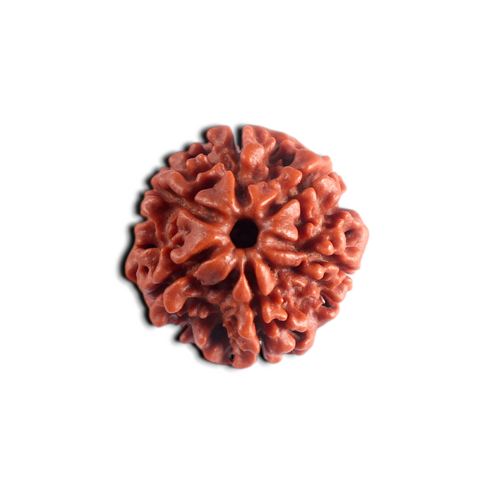 6 Mukhi Rudraksha from Nepal - Bead No. 557
