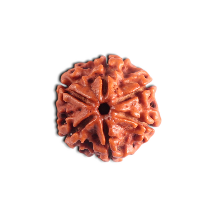 6 Mukhi Rudraksha from Nepal - Bead No. 560