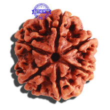 Load image into Gallery viewer, 6 Mukhi Rudraksha from Nepal - Bead No 290
