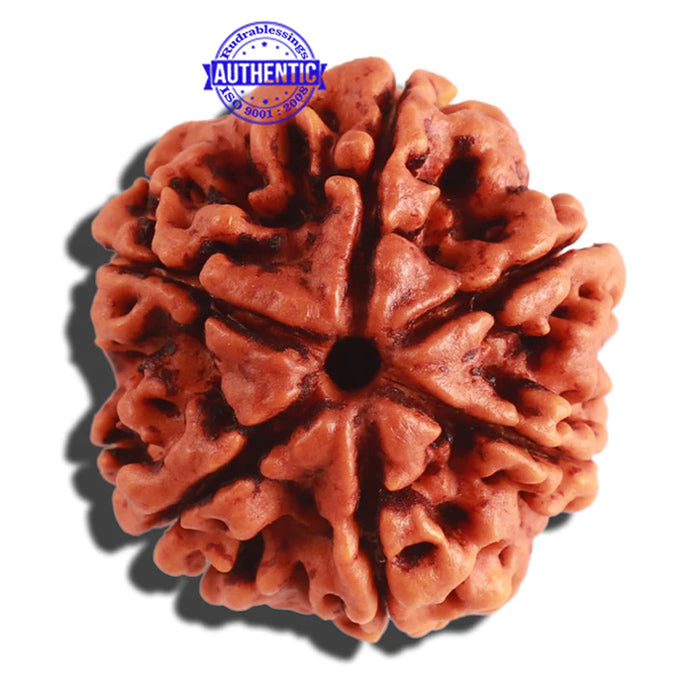 6 Mukhi Rudraksha from Nepal - Bead No 290