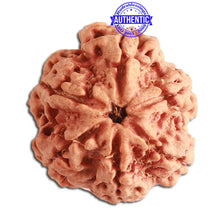 Load image into Gallery viewer, 6 Mukhi Rudraksha from Nepal - Bead No. 331

