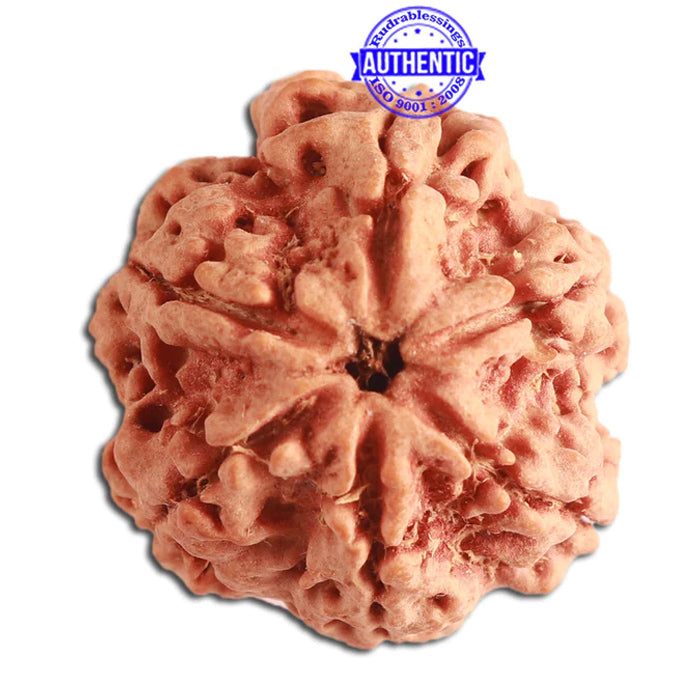 6 Mukhi Rudraksha from Nepal - Bead No. 331