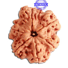 Load image into Gallery viewer, 6 Mukhi Rudraksha from Nepal - Bead No. 338
