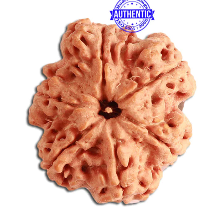 6 Mukhi Rudraksha from Nepal - Bead No. 338