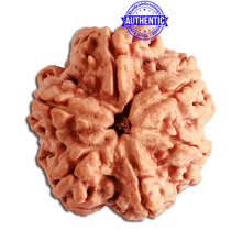 Load image into Gallery viewer, 6 Mukhi Rudraksha from Nepal - Bead No. 343
