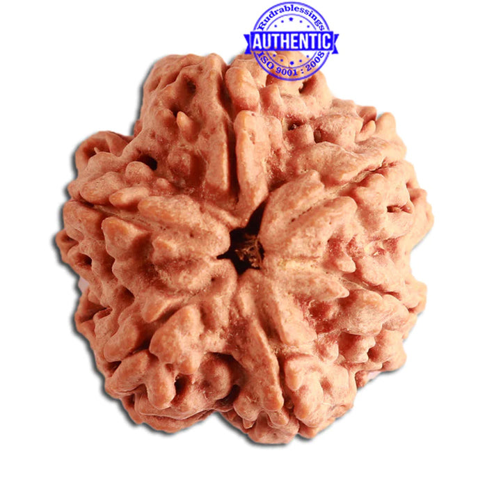 6 Mukhi Rudraksha from Nepal - Bead No. 343