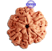 Load image into Gallery viewer, 6 Mukhi Rudraksha from Nepal - Bead No 351

