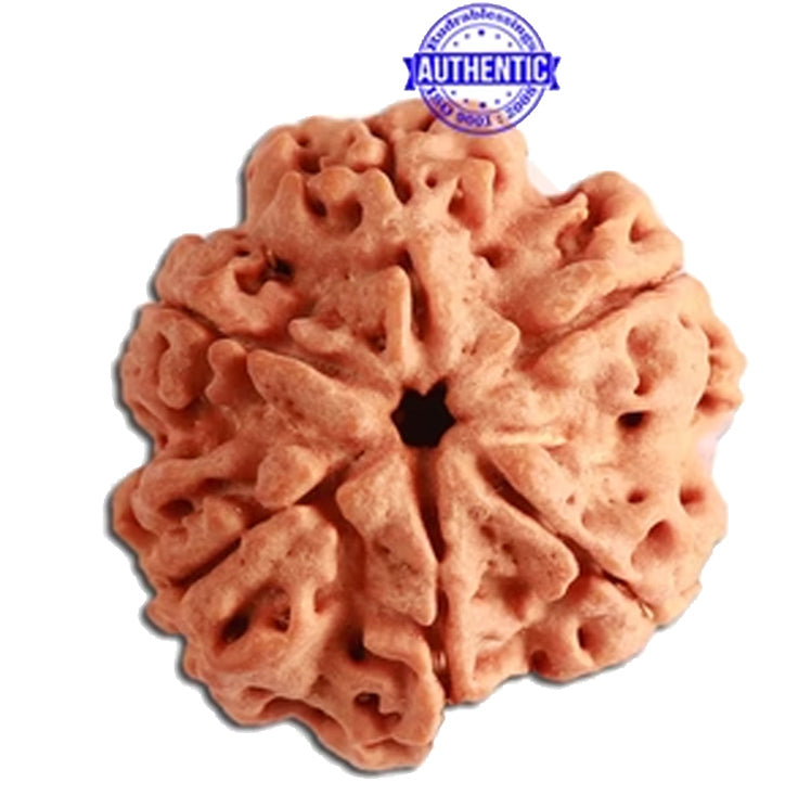 6 Mukhi Rudraksha from Nepal - Bead No 351